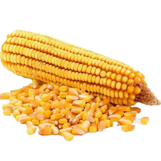 State-approved Shaanke No. 6 corn seed old variety, high-yielding agricultural field, early maturing large hybrid feed corn seed Shaanke No. 6 4400 seeds (one acre of land)