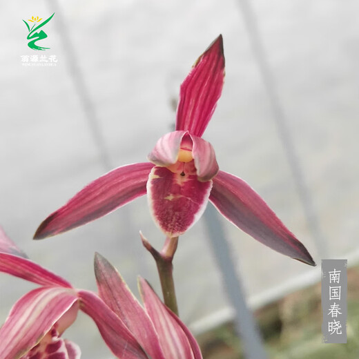 Wengyuan orchid ink orchid old species Nanguo Chunxiao flowers and leaves double art strong fragrance type diligent flower buds red flowers and green round potted plant Nanguo Chunxiao 1 seedling random high-end purple clay potted plant