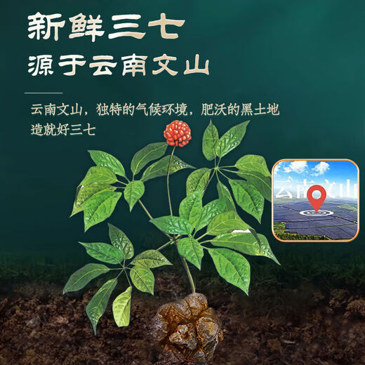 禾韵春鲜三七原浆口服液珍品三七原浆云南厂家鲜三七全株精华原浆 一盒装【30支 珍品三七原浆】
