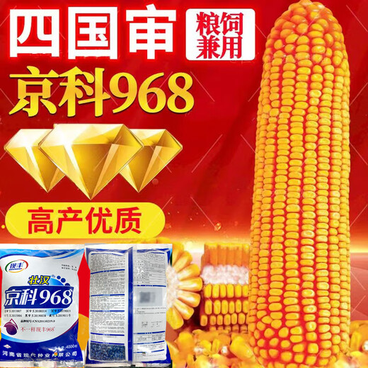 Wangyuanxing short big stick Jingke 968 national-approved field planting hybrid corn seed base high-yield large ear disease-resistant corn seed Jingke 968/4000 grains