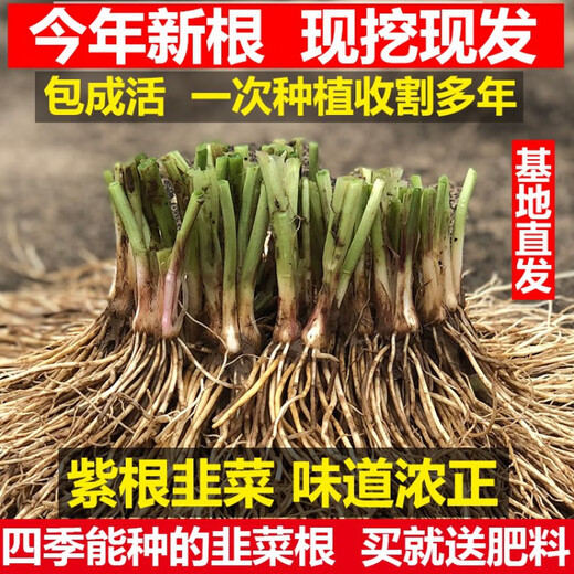 Four-season leek root seedlings, non-long-lasting leek seeds and root seedlings, southern seedlings, Guangdong white root leek 1 pack