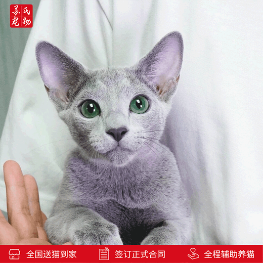 Zhuanmiao Soviet-style purebred Russian blue cat kitten live green-eyed cub domestic pet cat pedigree Russian blue cat