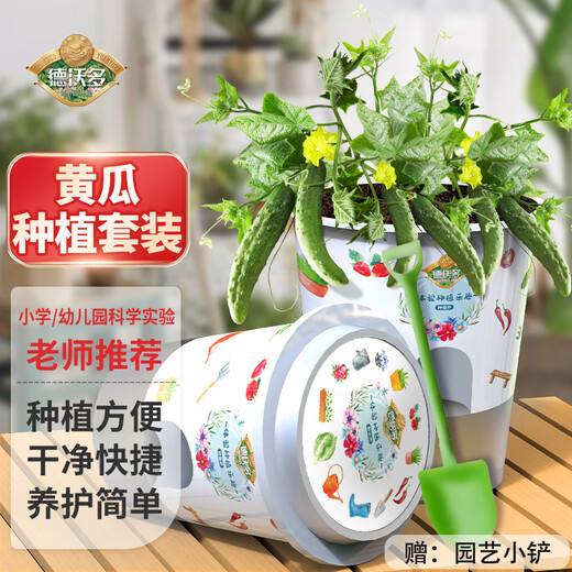 Devodo Cucumber Seed DIY Children's Fun Planting Potted Set Flower Green Plant Potted Vegetable Observation Planting Cup