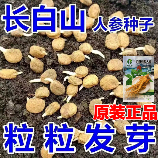 Changbai Mountain ginseng seeds, wild ginseng seeds, easy to grow Chinese medicinal materials in all seasons, easy to live indoor flower pots, ginseng seeds, shipped without buds, 1 bag of selection, about 52 capsules