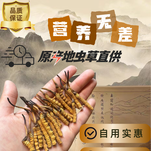 Authentique Tibétain à haute altitude Cordyceps Sinensis Broken Grass Whole Meat Festival 10g Grandes bouteilles pour les produits secs à la maison Nagqu, Tibet 10G [1g libre]