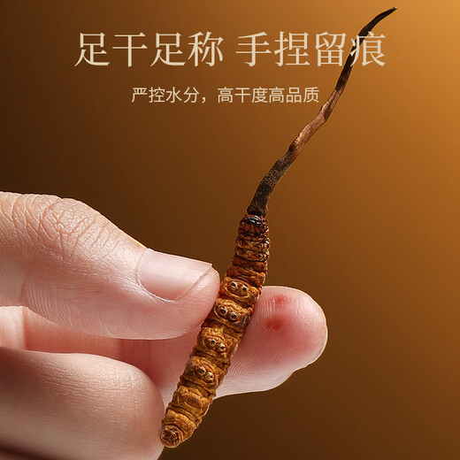 Qilixiang Cordyceps sinensis 2,5 g (10 Wurzeln) Frisch getrocknete Geschenkbox Cordyceps Dragon Boot Festival Geschenke High-End-Tonik