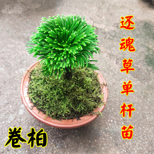Shantou Lincun Selaginella nine-death resurrection grass tabletop flowers and plants bonsai potted rockery combination absorbent stone calamus orchid freshly dug single pole small-leaf Selaginella no pallet included