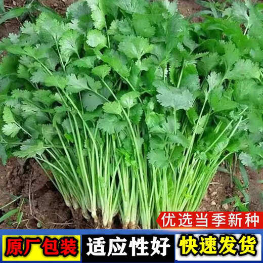 Four Seasons Large-leaf Coriander Seeds Coriander Seeds Garden Field Balcony Potted Plants Easy-to-Grow Vegetable Seeds Complete Collection of Large-leaf Coriander Seeds 5 Packs About 3,000 Tablets