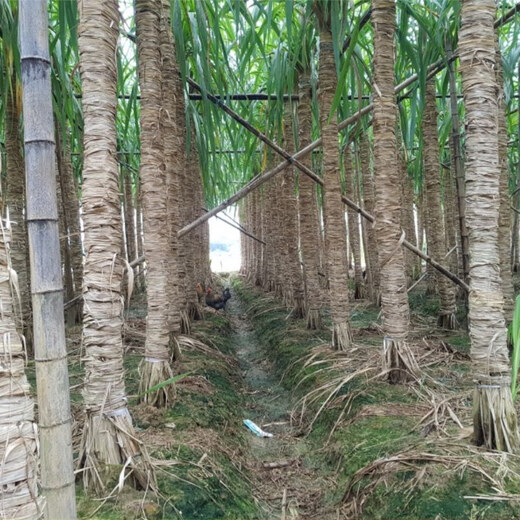 Asarum Guangxi Muge White Jade Sugar Cane Seeds Authentic Glass Crisp Seedlings Straight Hair From the Origin and Shipped with Buds 9 Roots