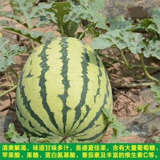 Extra large watermelon seeds, high yield, super sweet, early maturing, four seasons, giant lazy melon king, few seeds, giant dragon watermelon vegetable seeds, giant large fruit watermelon seeds (high sugar and super sweet), original factory packaging, 3 packs of exquisite products, about 150 seeds