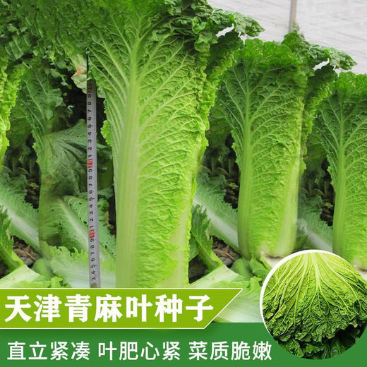 
Tianjin Daqingheat Green Leaf Cabbage Seeds, Autumn vegetables with high yield and disease resistance, Chinese cabbage seeds, high tubes, old cabbage, new seeds, Tianjin Qingheat Leaf Seeds [Recommended] Selected 10 packs, about 15,888 pills