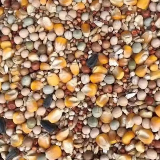 New pigeon food nutrition contains corn 10kg bird food homing pigeon white adult young pigeon ornamental pigeon corn-free pigeon food 20Jin Jin is equal to 0.5 kg