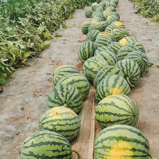 Shouhe Meidu watermelon seed seedling improvement 8424 fruit seeds Weiyu Meidu watermelon seeds 150 barrels