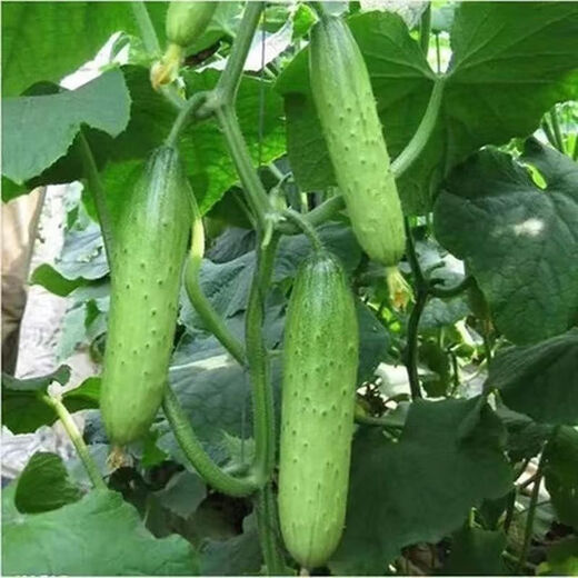 Tangshan Autumn Melon Seeds Fruit Cucumber Flower Melon Balcony Potted Plants for Four Seasons Field Use High-yielding Cucumber Vegetable Seeds Tangshan Autumn Melon Seeds Selection Two Packs About 100