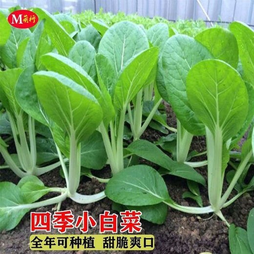 Early maturing creamy cabbage seeds. Vegetable seeds for sowing in all seasons in spring, summer and autumn. Vegetables grown in balcony fields. Planted at 15 degrees for all seasons. Creamy cabbage seeds. Selected 5 packs of about 5555 seeds.