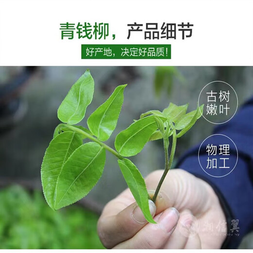 Yang Yuqingtang Qingqian Liu Tea Leaf Growing Authentic Qingqian Liu Tea Tender Sweetless Golden Qian Liu Specialty Grade Zhangjiajie Original Leaf Tender Leaf 500g Bag