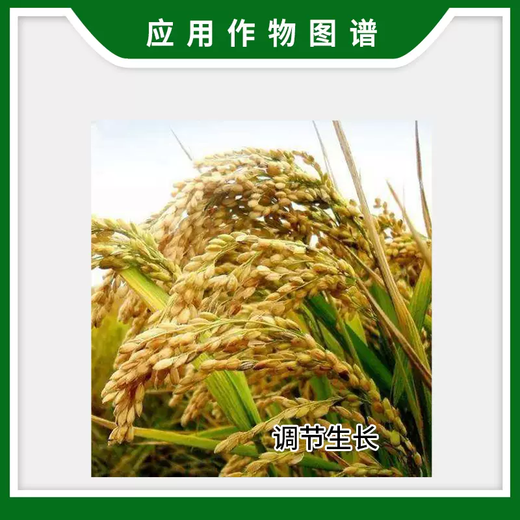 Lanyue Aigensheng 2% indolebutyric acid naphthalene acetic acid rice growth regulator to improve transplantation and root growth regulator 20g