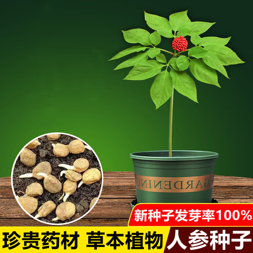 Changbai Mountain ginseng seeds, wild ginseng seeds, easy to grow Chinese medicinal materials in all seasons, easy to live indoor flower pots, ginseng seeds, shipped without buds, 1 bag of selection, about 52 capsules