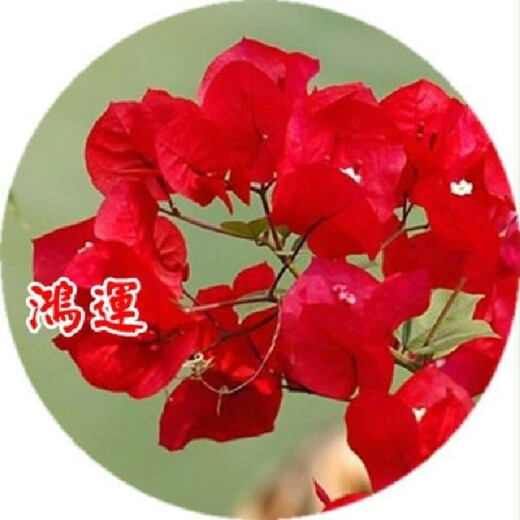 Bougainvillea seeds Bougainvillea seeds Bougainvillea flower seeds Bougainvillea flower seeds Potted Four Seasons Kunlun 100 capsules