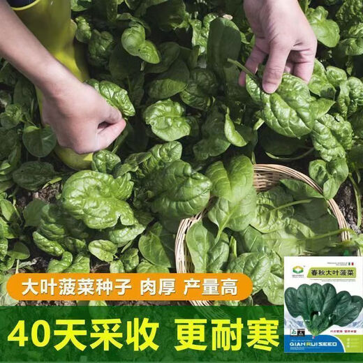 【可越冬】大叶菠菜种子散装菠菜籽四季播耐寒秋冬季蔬菜种子 【抗热+】大叶菠菜种子(高發芽率 原厂精装种子2袋2694粒