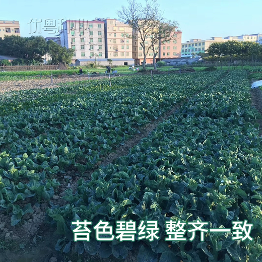 Xiangbin kale seeds kale field open-air planting in spring, summer, autumn and winter sowing pot seeds Guangdong vegetable seeds white flower willow leaf kale seeds 2000 original