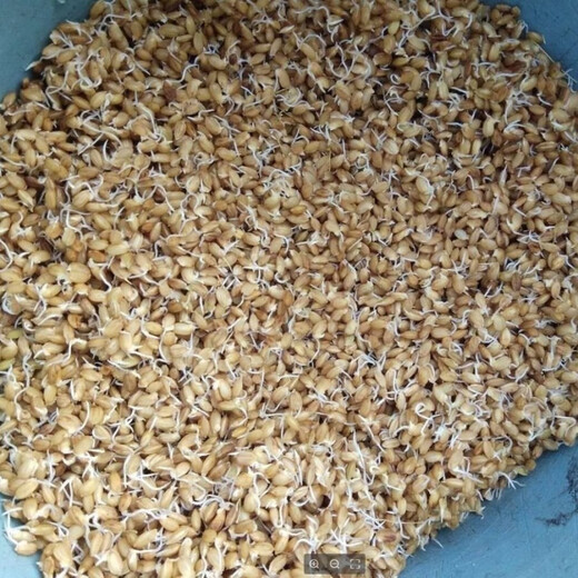 Authentic and delicious rice seeds, upland rice seeds, upland rice seeds, fragrant rice, upland rice seeds, glutinous rice seeds, national approved direct-seeded upland rice seeds, dry land large fields, bulk name, simple packaging, 1 Jin Jin equals 0.5 kilograms, 500 grams