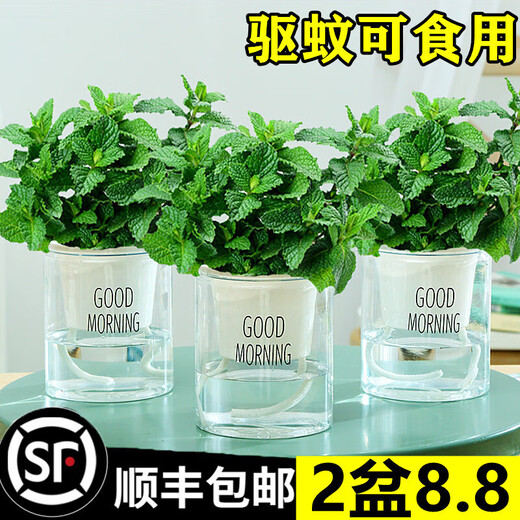 Lemon mint potted edible rosemary mint leaf seedlings mosquito repellent hydroponic flowers indoor green plants 2 pots medium pot mint (good morning pot) + 2 nutrient solution with pot