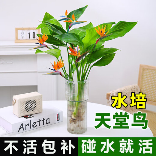 Hydroponic bird of paradise potted flower plants indoor living room green plant surface Strelitzia reginae absorbs formaldehyde and is easy to feed in all seasons. High-quality hydroponic bird of paradise 40-50 cm 3 trees