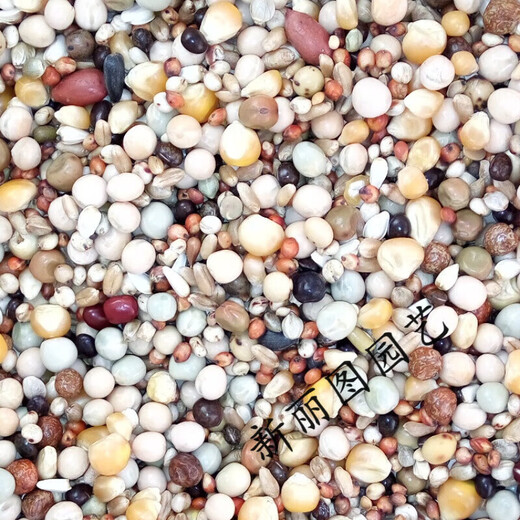 Is pigeon feed corn, sorghum, wheat, peas, pigeon food nutrition, pigeon food, bird food, pigeon food, letter for young pigeons, peas, 5 Jin, Jin is equal to 0.5 kg