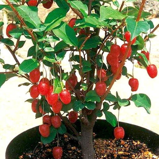 Goat milk fruit seeds are potted and planted in the ground and bear fruit in the current year. Goat milk fruit is winter-resistant and freeze-resistant and can be planted in all seasons in the north and south. Detian Goat milk fruit seeds are new varieties. 1 pack of selected seeds (about 50 seeds).