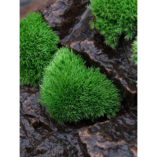 Kebida green moss fresh moss micro landscape plant bonsai potted water and land tank rockery grass landscaping material white large gray moss (15*8)cm 2 boxes