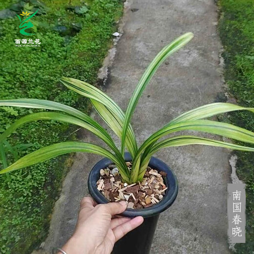 Wengyuan orchid ink orchid old species Nanguo Chunxiao flowers and leaves double art strong fragrance type diligent flower buds red flowers and green round potted plant Nanguo Chunxiao 1 seedling random high-end purple clay potted plant
