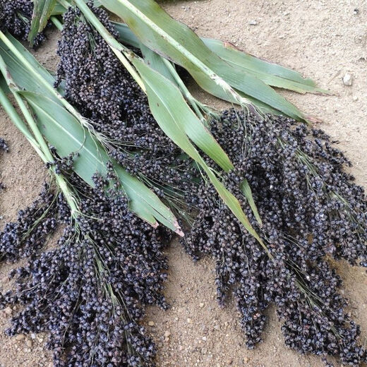 Sweet millet seeds, sorghum stalks, small sugarcane fruit seeds from the north and south, sown in spring, summer and autumn, sweet and juicy, authentic black sweet millet seeds, 402 capsules