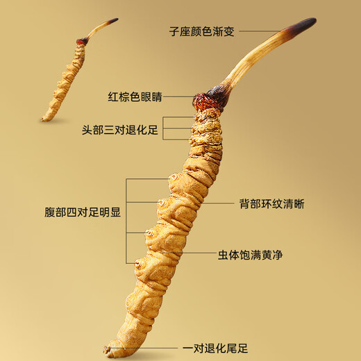 
Lei Yunshang [Official] [Naru Qu, Tibet] Cordyceps gift box for gifts for elders health gift box exquisite gift box - Grade A 4 sticks/g 10g about 40 sticks