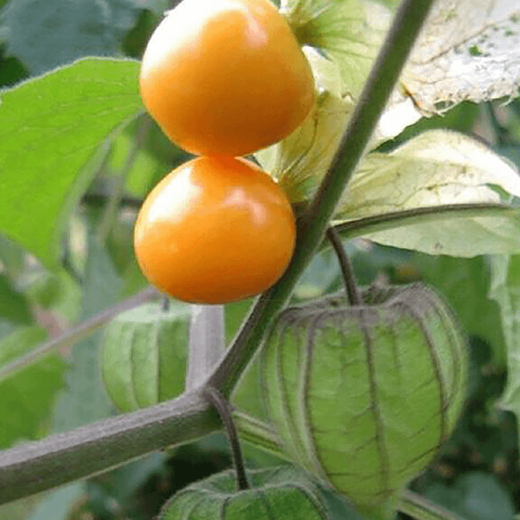 Bohui mushroom seeds, yellow mushroom seeds, yellow mushroom seeds, berry skin, thick flesh, high sweetness, easy to plant in all seasons, 4 packs of mushroom seeds, 6 packs, free fertilizer