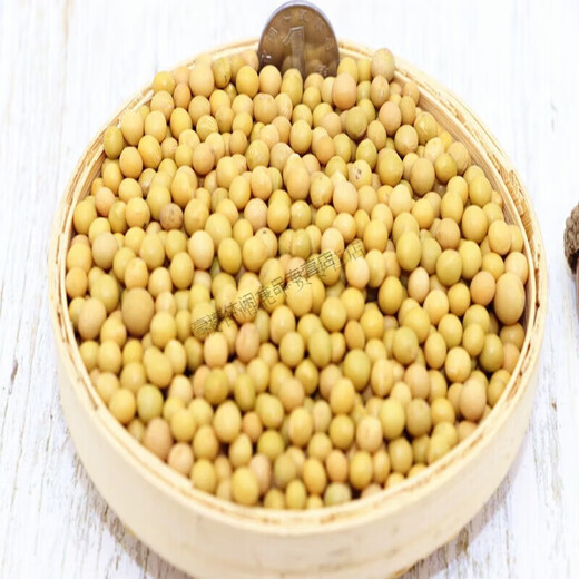 2023 Northeast New Soybean Sprout Special 690 Extremadamente pequeño Natto Natto Pequeños frijoles dorados 1Jin [Jin equivale a 0.5 kg]