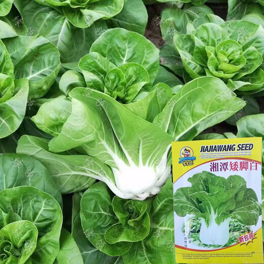 New Snow White Milk Fragrant Cabbage Seeds Baiyu No. 2 Xiangtan Dwarf Cabbage Seeds Potted Field Vegetables Original Factory Packaging Approximately 1532 capsules 1 bag