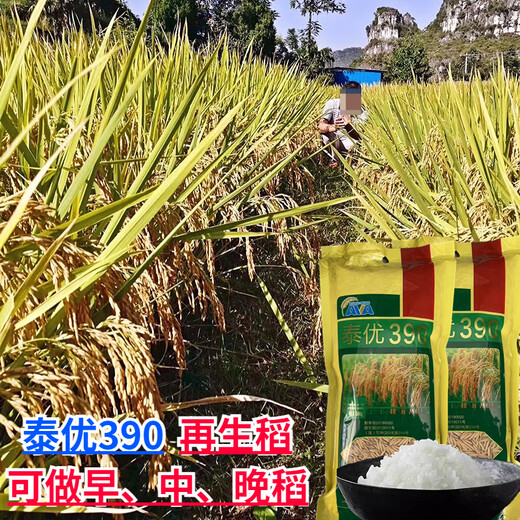 Fragrant rice type rice seeds with slender grains, Taiyou 390, short stems, lodging resistance, wide adaptability and high yield. Taiyou 390 rice seeds 1 Jin Jin equals 0.5 kg.