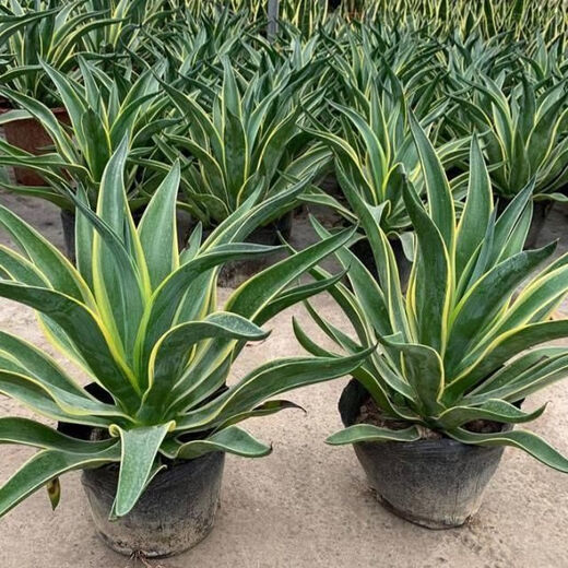 秋颖金边龙舌兰盆栽 多肉植物 虎皮兰绿植花卉好养 大颗金边龙舌兰35-40CM左右 原土发货（耐旱植物易养活）