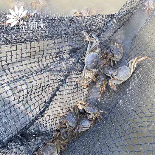 [Gift Certificate] Crab Head Crab Gift Card Crab Collection Coupon Crab Card Exchange Coupon Pickup Card Hairy Crab Voucher Type 698 Full Female Crab 2.0 Two Pack 8