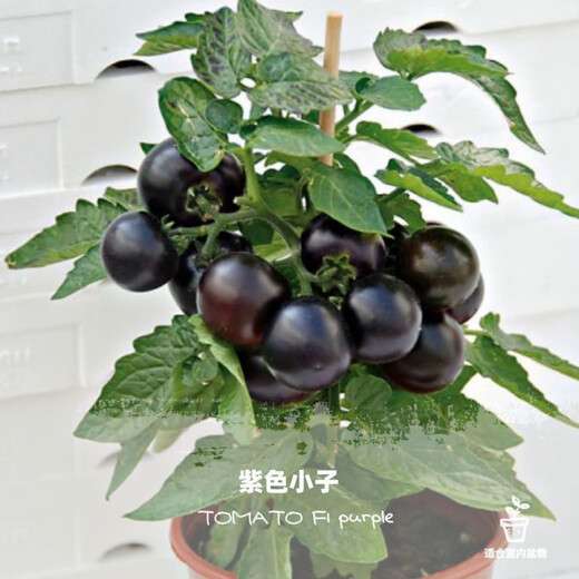 Tomato seeds, dwarf small tomatoes, tomato seedlings, potted plants, balcony potted vegetables and fruits, sown in all seasons, dwarf black tomatoes, 52 pieces selected ++