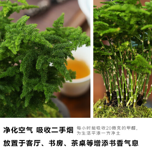Tangshan Yunsong es auténtico Tangshan Dwarf Literary Bamboo Office es fácil de criar bonsai de escritorio en maceta verde con plantas en macetas 12023 Pot original Tangshan Yunsong de 5 años de 5 años