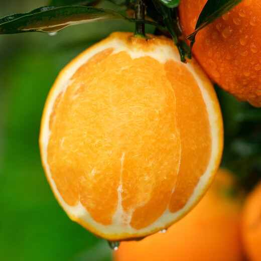 京鲜生 江西赣南脐橙 净重4.5斤装 单果150g起 生鲜水果 源头直发包邮