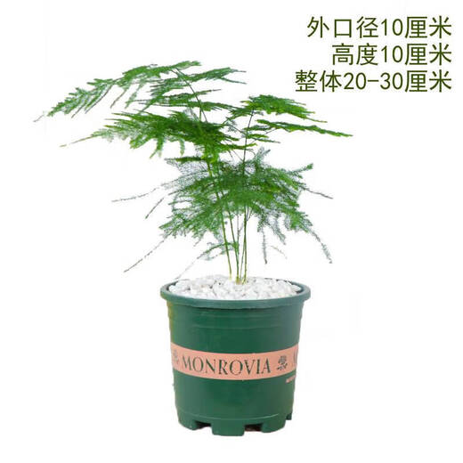 Asparagus potted green plants flowers bonsai plants indoor living room hydroponic Asparagus pine cloud bamboo Asparagus large seedlings evergreen all year round Asparagus 1 piece original pot original soil ball delivery height 15-25cm