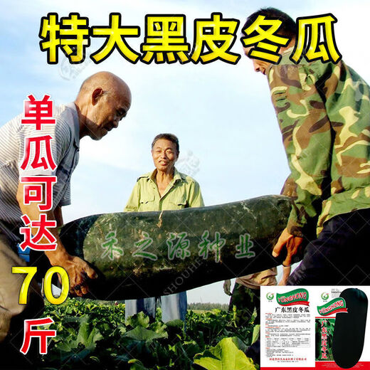 Guangdong black-skinned winter melon seeds, extra-large giant vegetable winter melon, high-yielding spring and four-season field vegetable seeds, Guangdong black-skinned winter melon seeds 30 original x2 pack