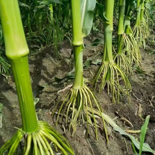 Suiyiman Jingke 968 high-yielding corn seeds, short stems and big sticks, drought-resistant and high-temperature resistant purple gold version white shaft corn seeds purple gold version original 4000 grains 10 bags