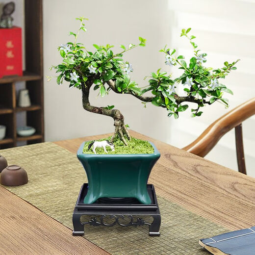 Fujian Tea Posse Plant Floating Branches Green Plantes intérieures Plante de pot Falai