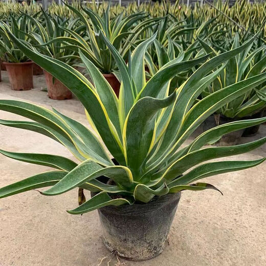 秋颖金边龙舌兰盆栽 多肉植物 虎皮兰绿植花卉好养 大颗金边龙舌兰35-40CM左右 原土发货（耐旱植物易养活）