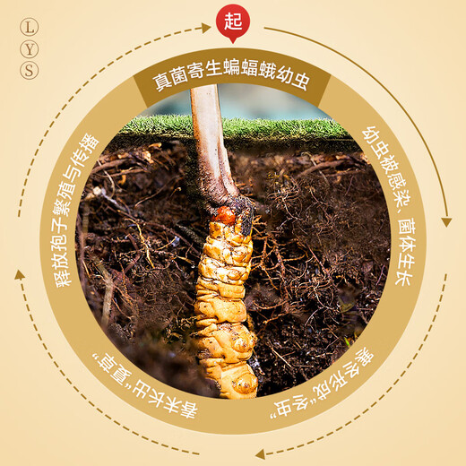 Boîte cadeau lei Yunshang Wild Cordyceps 5G Tibet Nagqu Cordyceps Gift to Elders Tonic Nutritional Products