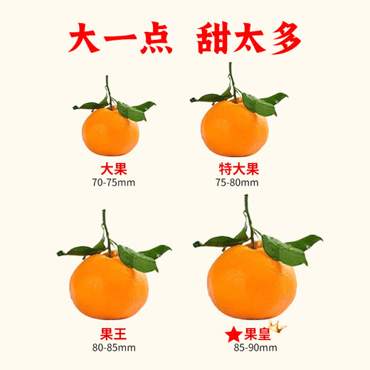 Tian Liangjis authentische Frühlings-Mandarine JD/SF – Lieferung am nächsten Tag an vielen Orten. Orange, Mandarine, Mandarine, nicht hässliche Mandarinenfrucht. 5 Jin Jin entspricht 0,5 kg. Farbkartonverpackung. 80 % der ausgewählten Personen sind super kostengünstig. Netto 4,5 Jin Jin entspricht 0,5 kg. Sehr zu empfehlen. Extra große Frucht. Einzelne Frucht 85–90 mm+